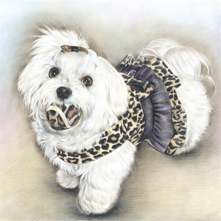 Hand Drawn Color Pencil Portrait of A Little Cute White Dog Biting A Thread Ball,by myDaVinci - myDaVinci